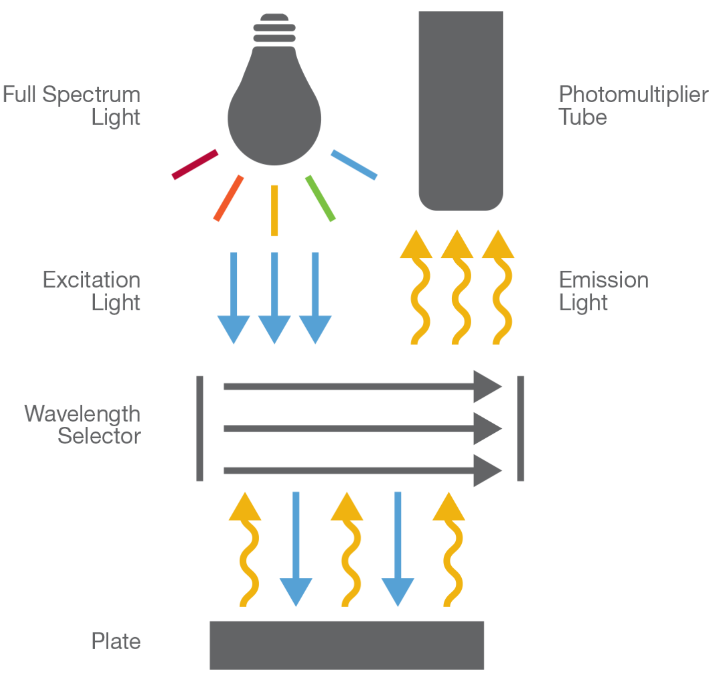 Fluorometric Measurement